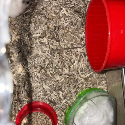 Donne hamtser nain #5