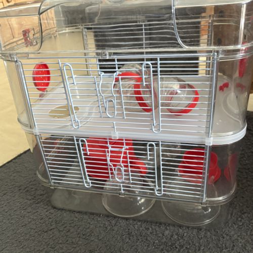 Donne hamtser nain #6