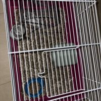 Donne hamtser nain #2