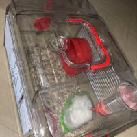 Donne hamtser nain #3