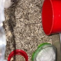 Donne hamtser nain #5