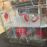 Donne hamtser nain #7