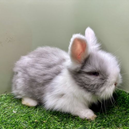 Lapin angora anglais