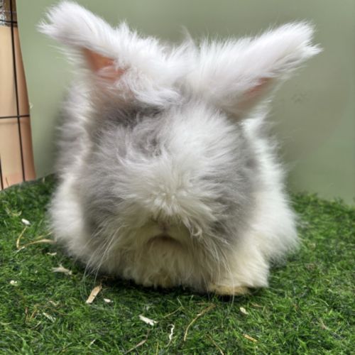 Lapin angora anglais #3