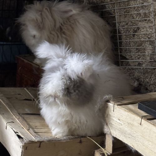 Lapin angora anglais #5