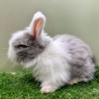 Lapin angora anglais #2