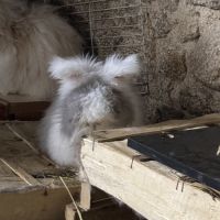 Lapin angora anglais #4