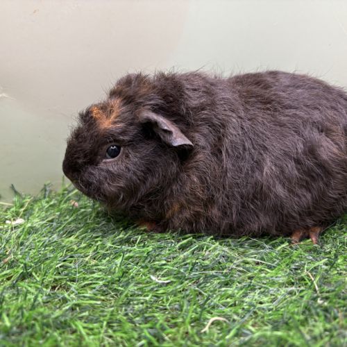 Lunkarya - rex - poils lisses #2