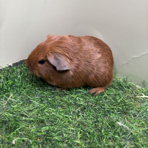 Lunkarya - rex - poils lisses #3