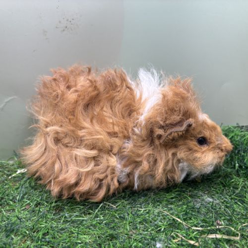 Lunkarya - rex - poils lisses #0