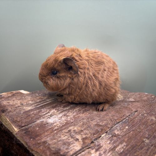 Lunkarya - rex - poils lisses #6