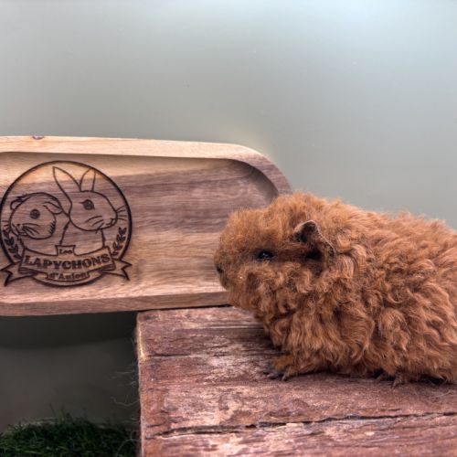 Lunkarya - rex - poils lisses #8