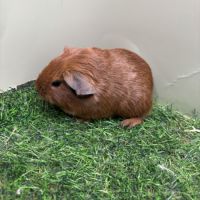 Lunkarya - rex - poils lisses #3