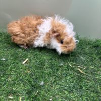 Lunkarya - rex - poils lisses #4