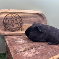 Lunkarya - rex - poils lisses #9