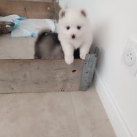 Pomsky femelle #1