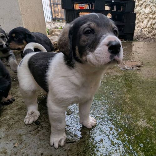 Chiots a adopter ou acceuillir en famille d'acceui #1