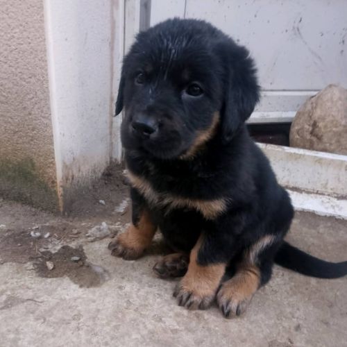 Chiots a adopter ou acceuillir en famille d'acceui