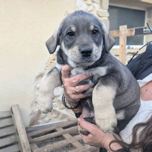 Chiots a adopter ou acceuillir en famille d'acceui #4