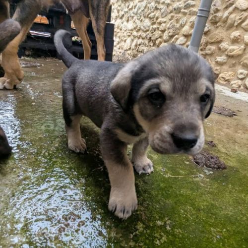 Chiots a adopter ou acceuillir en famille d'acceui #5