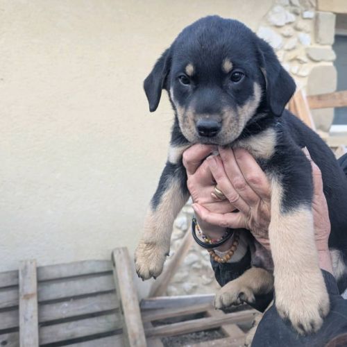 Chiots a adopter ou acceuillir en famille d'acceui #6