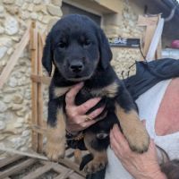 Chiots a adopter ou acceuillir en famille d'acceui #3