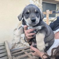 Chiots a adopter ou acceuillir en famille d'acceui #4