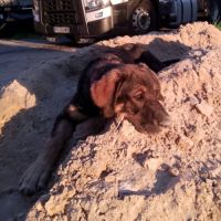 Chiots a adopter ou acceuillir en famille d'acceui #8