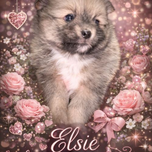 Jolie femelle pomchi #1