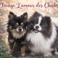 Jolie femelle pomchi #0