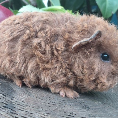 Deux adorables frères cochons d'inde texel #1