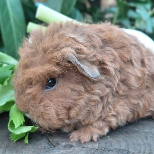 Deux adorables frères cochons d'inde texel #2