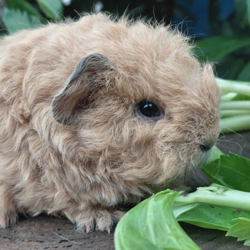 Deux adorables frères cochons d'inde texel #7