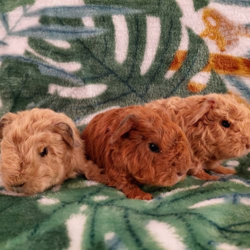 Deux adorables frères cochons d'inde texel #0