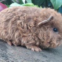 Deux adorables frères cochons d'inde texel #1