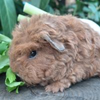 Deux adorables frères cochons d'inde texel #2