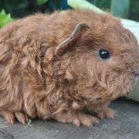 Deux adorables frères cochons d'inde texel #3