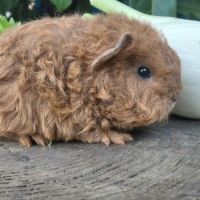 Deux adorables frères cochons d'inde texel #4