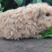 Deux adorables frères cochons d'inde texel #5