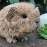 Deux adorables frères cochons d'inde texel #6