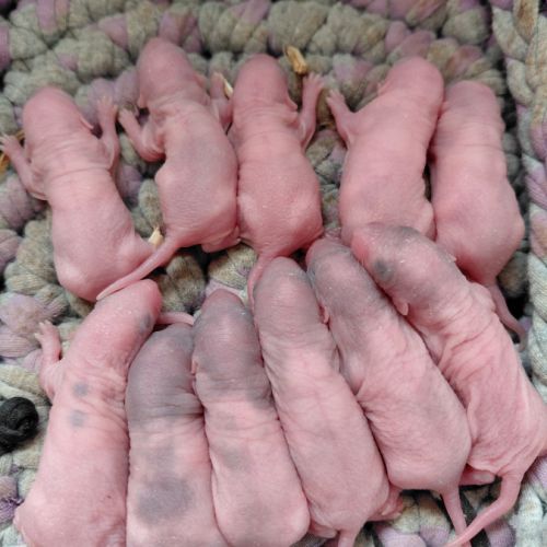 Bébés rats dumbos disponibles à la réservation #0