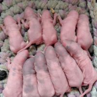 Bébés rats dumbos disponibles à la réservation