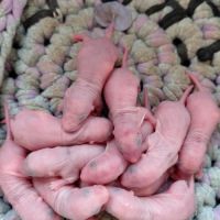 Bébés rats dumbos disponibles à la réservation #2