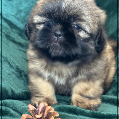 A réserver, cookie, mâle type shihtzu fauve uni #1
