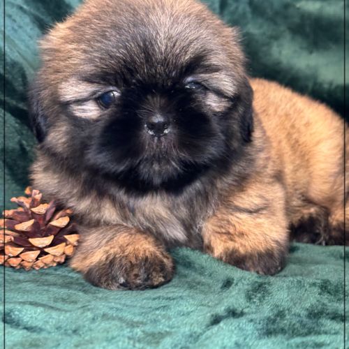 A réserver, cookie, mâle type shihtzu fauve uni #2