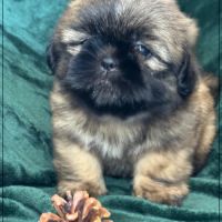 A réserver, cookie, mâle type shihtzu fauve uni #1