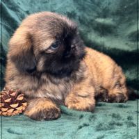 A réserver, cookie, mâle type shihtzu fauve uni #3