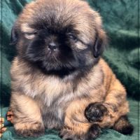 A réserver, cookie, mâle type shihtzu fauve uni #0