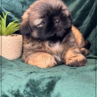 A réserver, cookie, mâle type shihtzu fauve uni #5