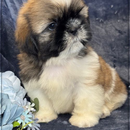 A réserver, obélix, mâle type shihtzu